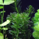 植栽から5日目　アナカリス